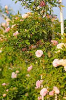 Tâm Duyệt Cảnh Hoài