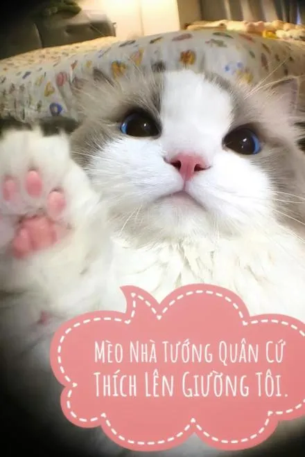 Mèo Cưng Nhà Tướng Quân