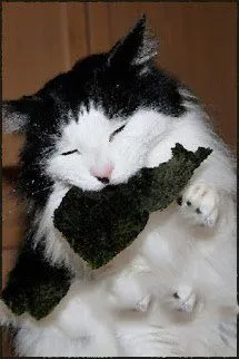 Nhặt Được Một Con Mèo Ba Tư