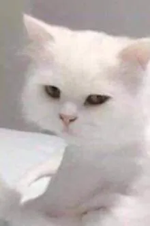 Năm Nữ Chính Kia! Cút Cho Tôi