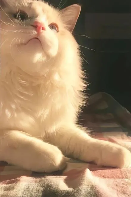 Xuyên Thành Chim Hoàng Yến Của Lục Tổng